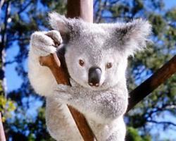 Где живет коала, описание и особенности этого животного Что ест куала